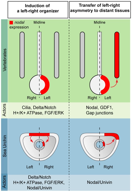 Comparison between vertebrates and echinoderms: the laterality information emanating from a mesendodermal left-right organizer propagates to distant tissues through Nodal/Univin signaling.