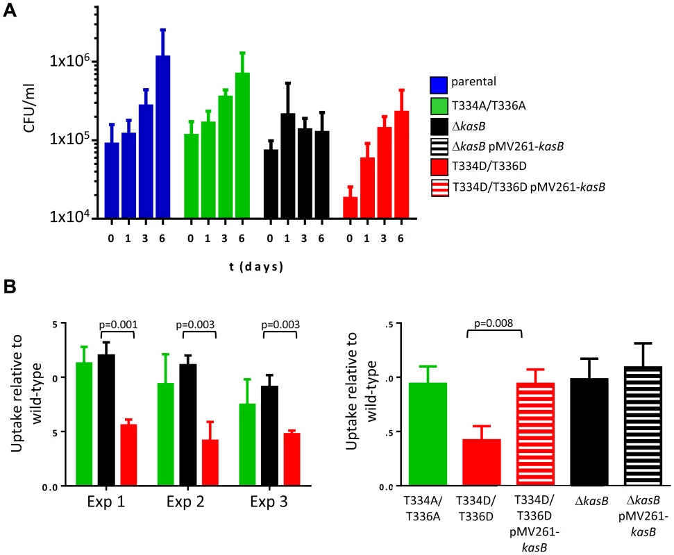Infection of C57BL/6 bone marrow-derived macrophages with <i>M. tuberculosis kasB</i> variants. (A) Growth of the KasB mutants and parental strain in BMDM.