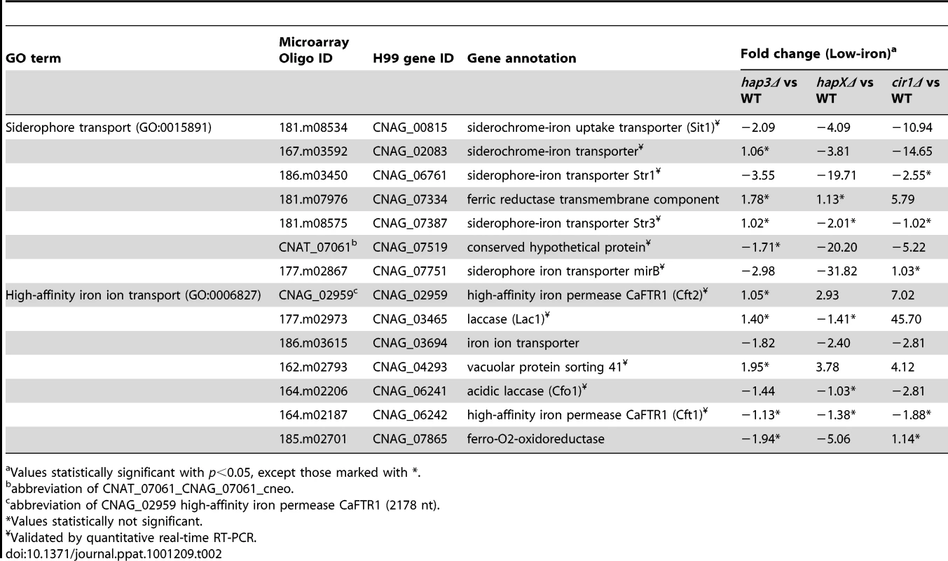 HapX positively regulates the expression of genes encoding iron acquisition functions.
