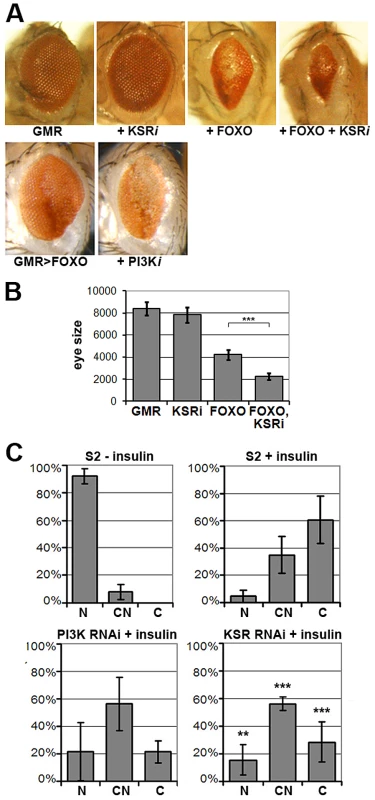 KSR is involved in the regulation of FOXO activity.
