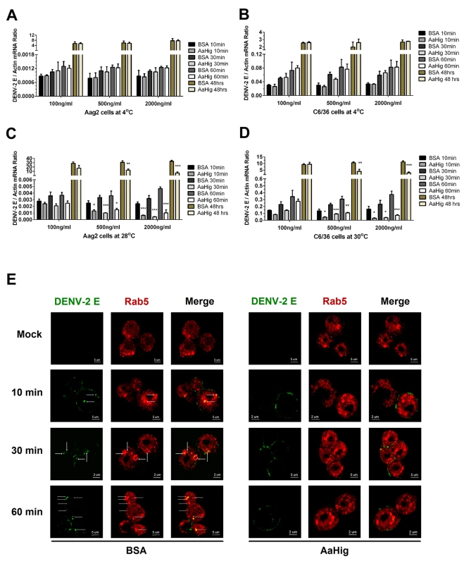 AaHig interrupts flaviviral endocytosis into mosquito cells.