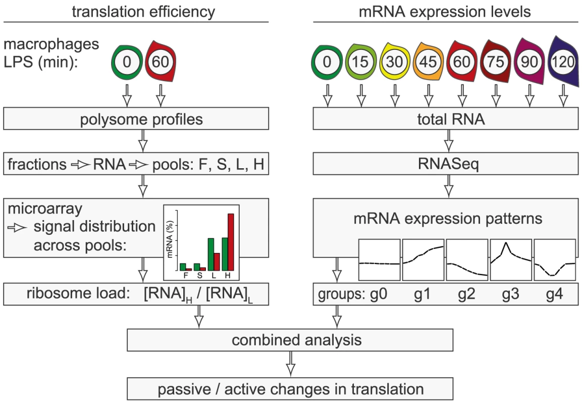 Work flow for the combined analysis of translation efficiency and mRNA expression patterns.
