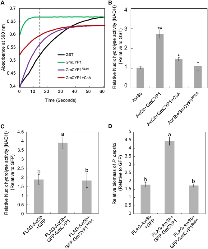 Activation of Avr3b is dependent on the PPIase activity of GmCYP1.