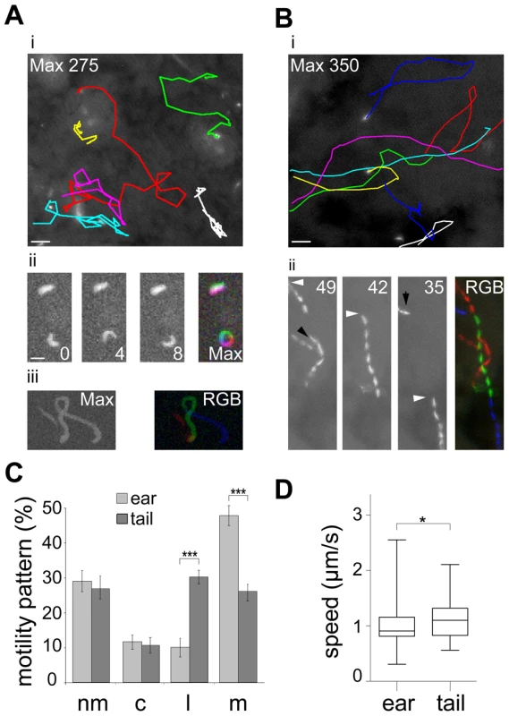Different patterns of <i>P. berghei</i> sporozoite migration in the skin.