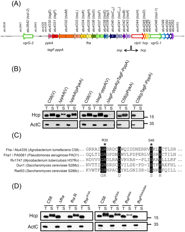 PpkA- and Fha-dependent post-translational regulation of Hcp secretion from <i>A. tumefaciens.</i>