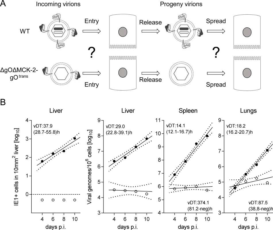 Double-ko of gO and MCK-2 ablates <i>in vivo</i> virus growth.