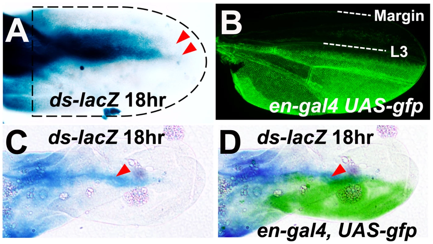 Symmetric <i>ds</i> expression gradients are centered on the L3 vein at 18 hours a.p.f.
