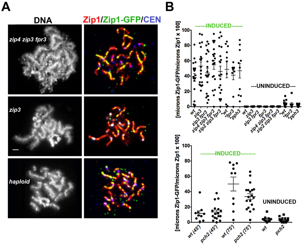 A non-uniform spatial pattern of post-synapsis Zip1 deposition is observed independent of synapsis initiation components, Pch2, Pph3, and the presence of a homolog.