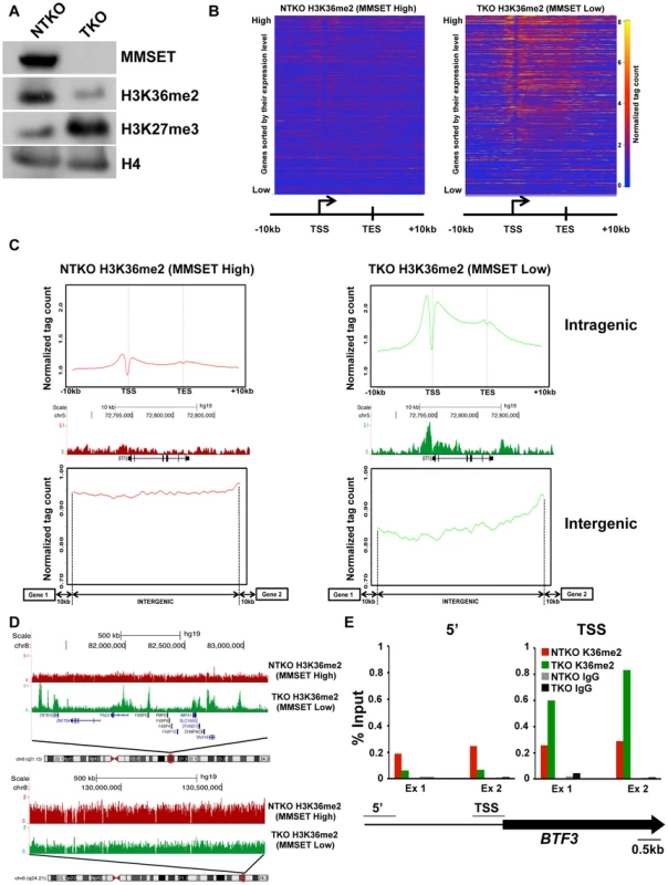 MMSET overexpression alters normal H3K36me2 distribution.