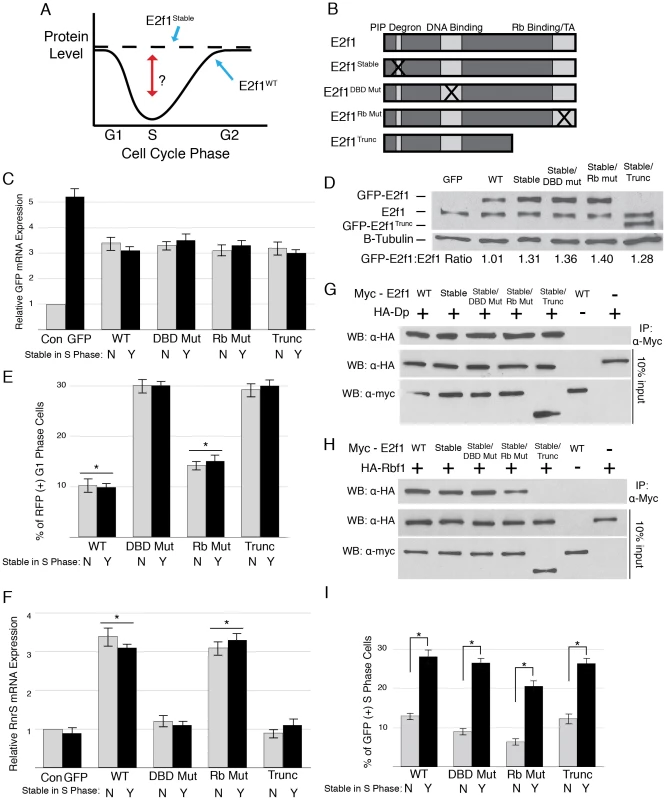 Domain mutations disrupt critical E2f1 functions.