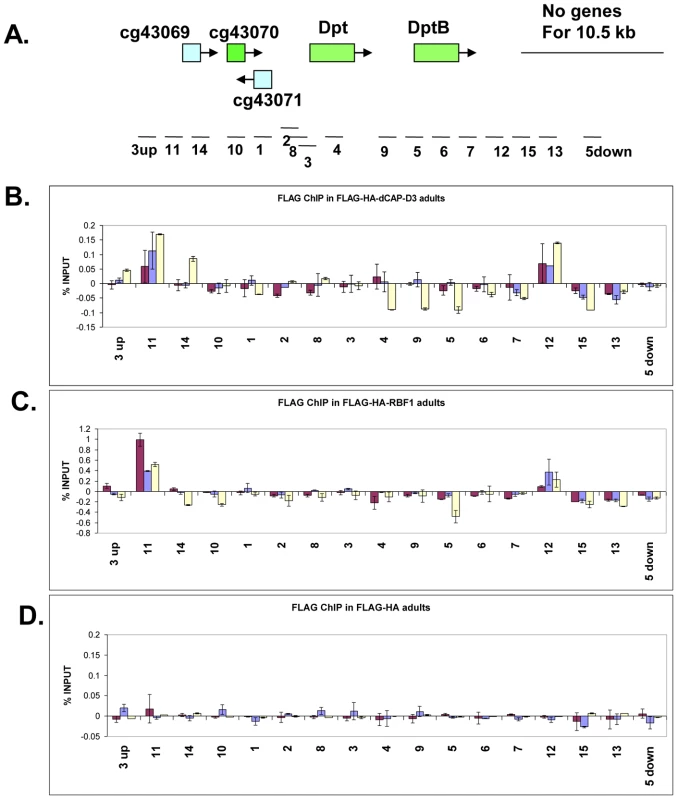 RBF1 and dCAP-D3 bind to an AMP locus <i>in vivo</i>.