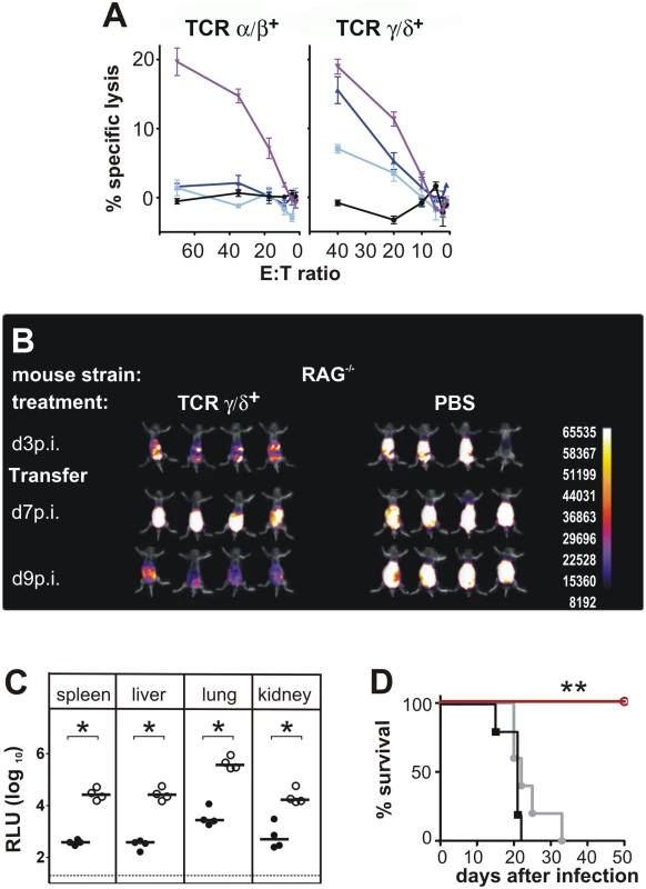 Functional activity of CD3<sup>+</sup>DN T cells.