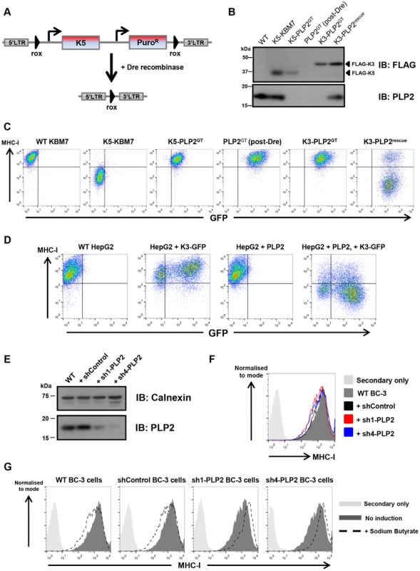 PLP2 is required for the function of K3.
