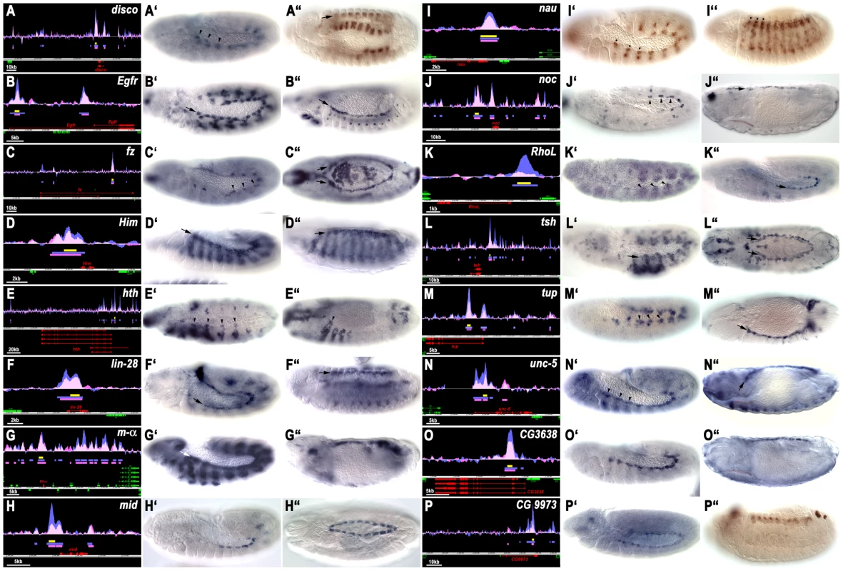 Tin binding and reporter activity of enhancers active in dorsal mesodermal cells, cardiac progenitors and heart progenitors.