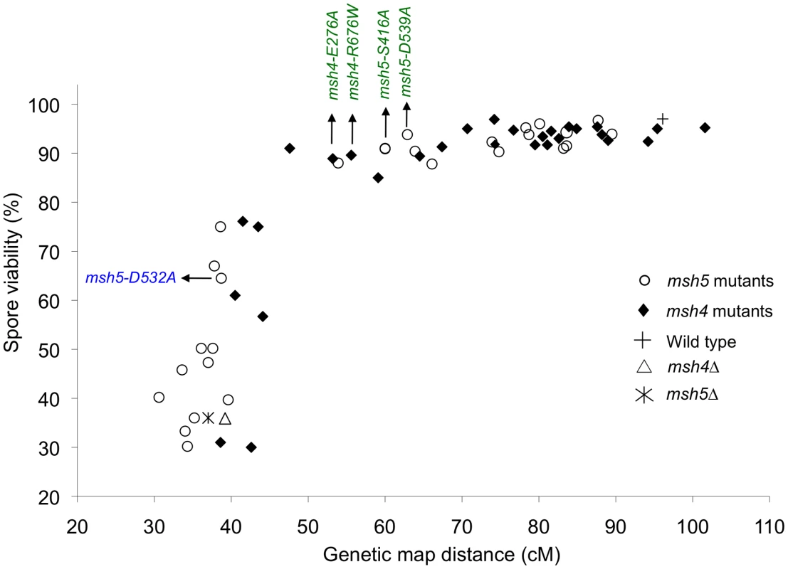 Crossovers can be reduced to a threshold level without affecting spore viability.