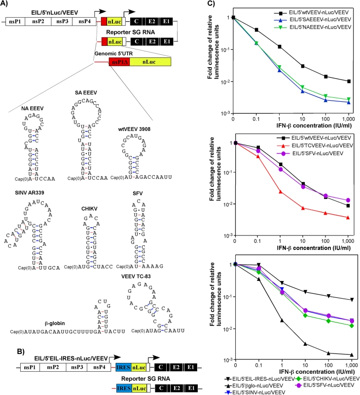 Levels of resistance of alphavirus RNA translation to IFN-β is determined by 5’UTRs of their genomes.
