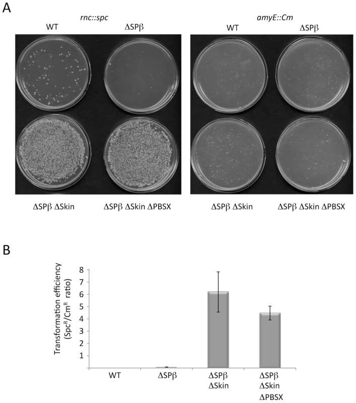 The <i>rnc</i> gene can be deleted in strains lacking Skin and SPβ prophages.