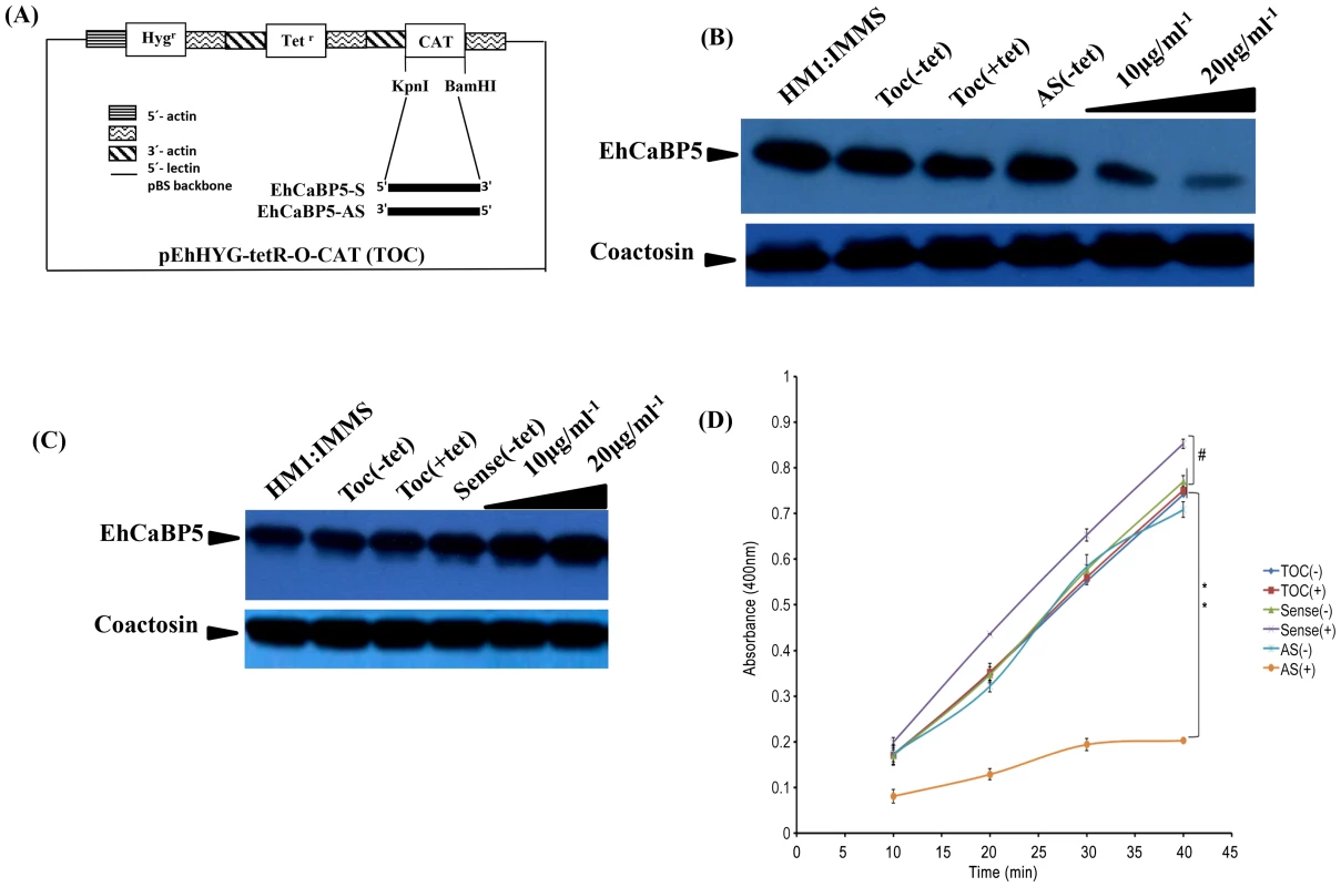 Down regulation of EhCaBP5 reduces the rate of phagocytosis.