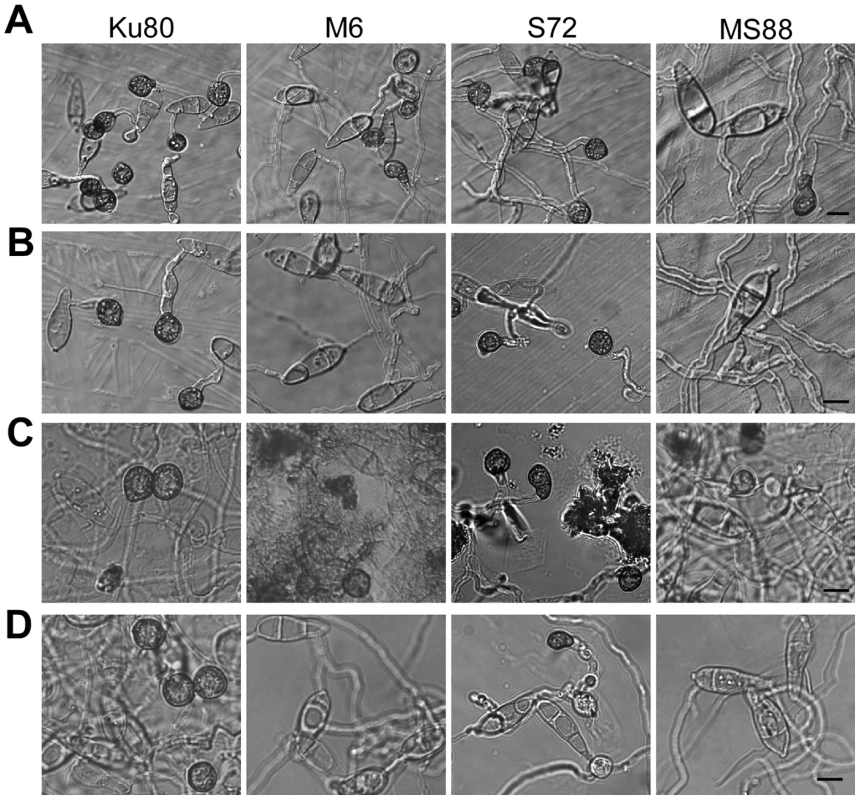 Appressorium formation induced by different waxes or wax components.
