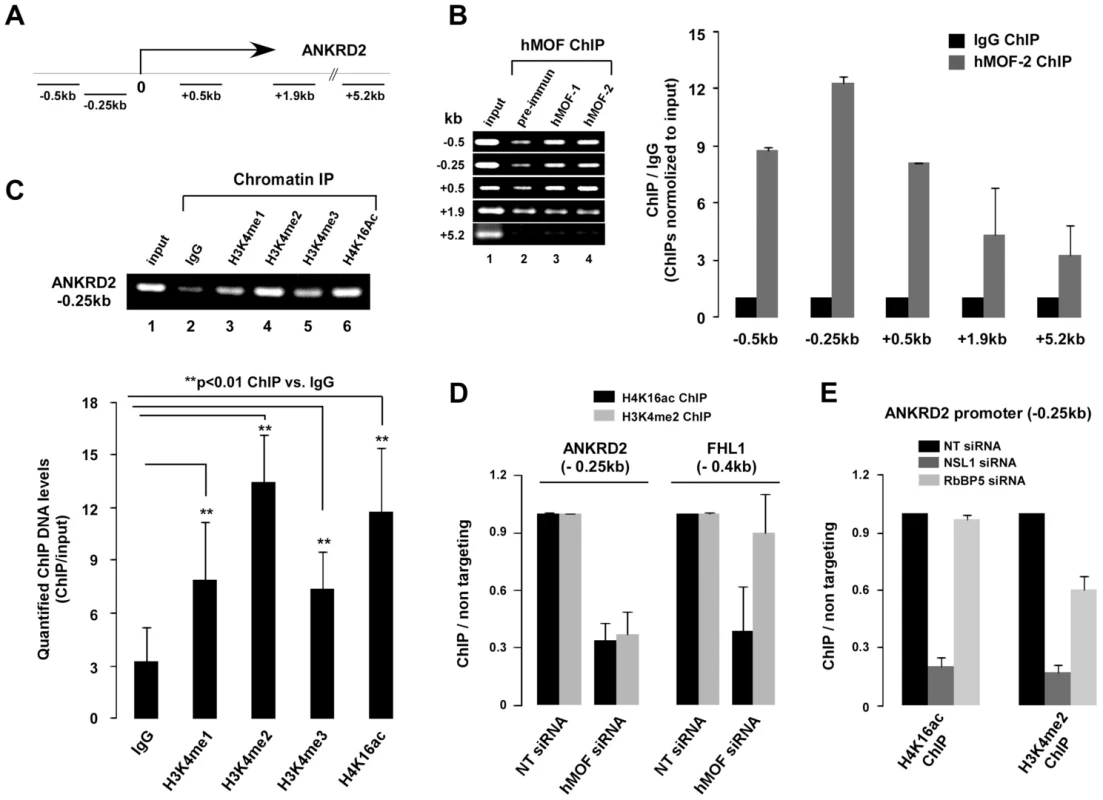 NSL complex is essential for targeting of RbBP5-MLL complex to ANKRD2.