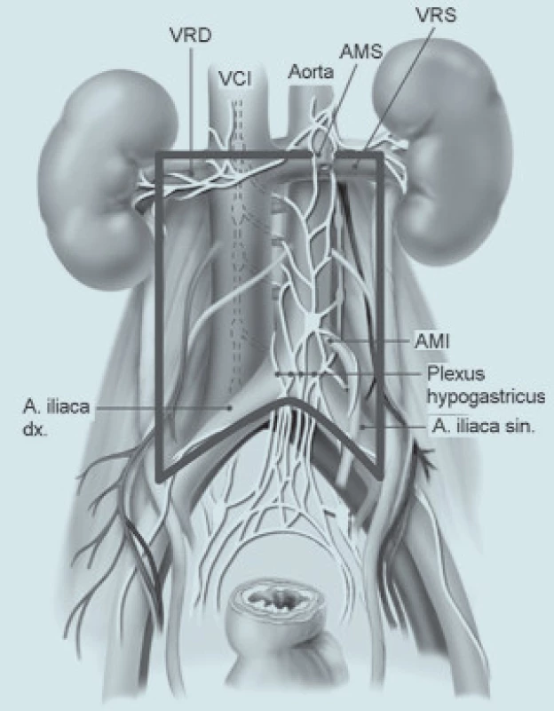Plexus hypogastricus.