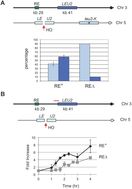 The Presence of RE Promotes DSB–Mediated Interchromosomal Gene Conversion and Accelerates Rad51 Synapse Formation.
