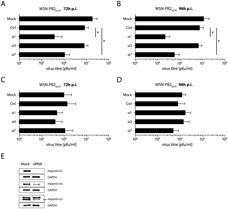 Human- but not avian-like virus growth depends on importin-α1 and -α7.