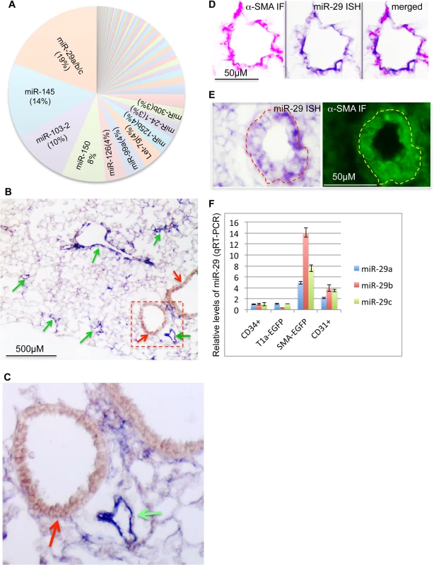 Expression of miR-29 in mouse lungs.