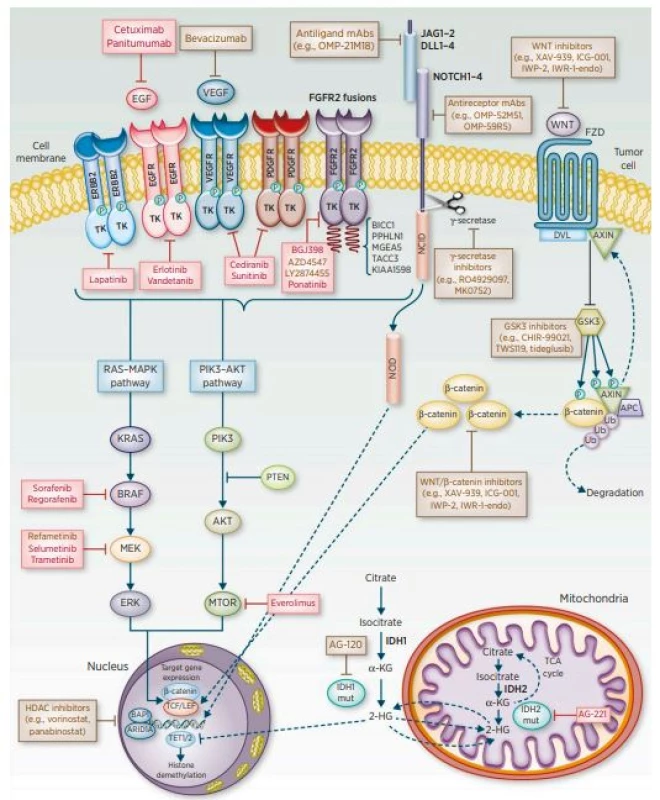 Potenciální molekulární cíle terapie u cholangiocelulárního karcinomu<br>
(převzato z: American Association for Cancer Research, 2016)