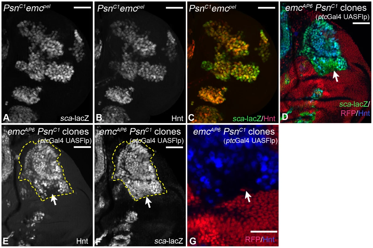 Consequences of loss of <i>Notch</i> pathway activity in <i>emc</i> mutant cells.