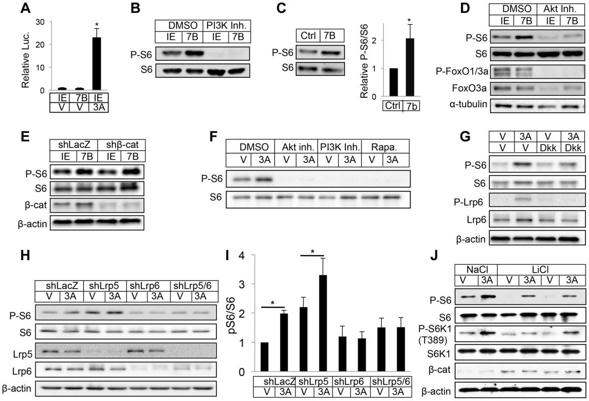 WNT7B and WNT3A activate mTORC1 signaling.