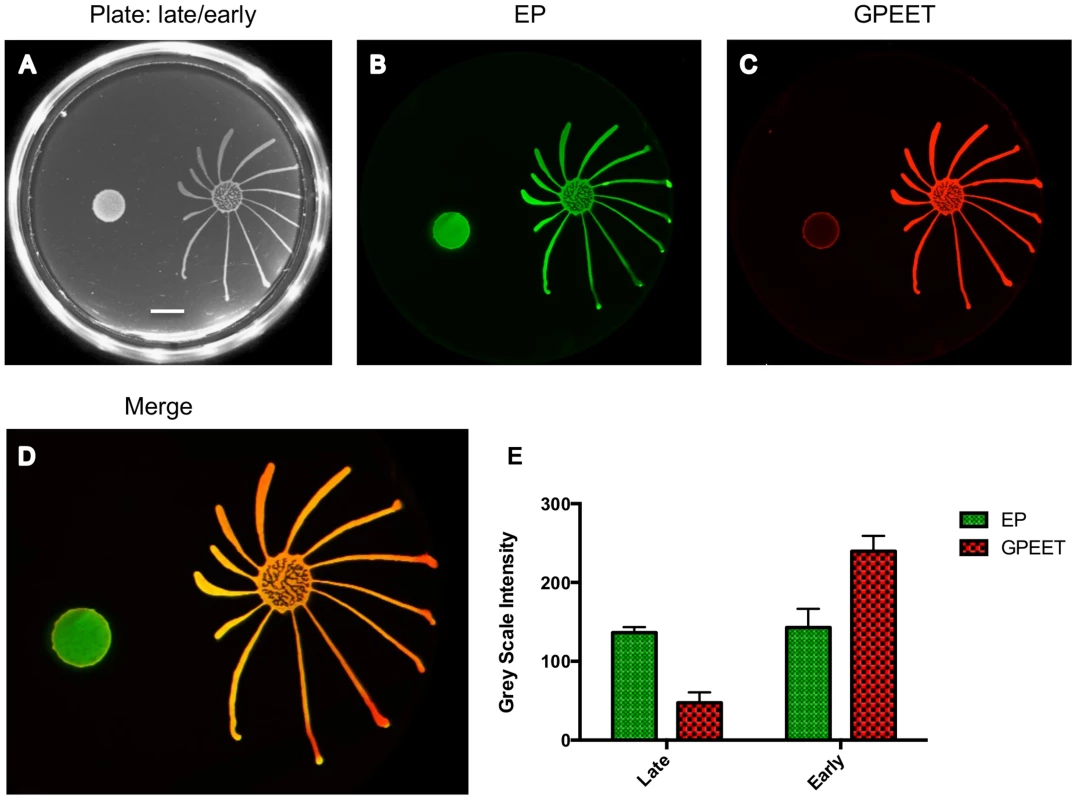 Only GPEET-positive cells exhibit SoMo.
