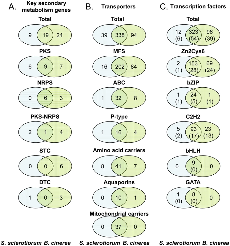 Number of genes encoding secondary metabolism key enzymes, membrane transporters, and transcription factors in the genomes of <i>S. sclerotiorum</i> and <i>B. cinerea</i>.