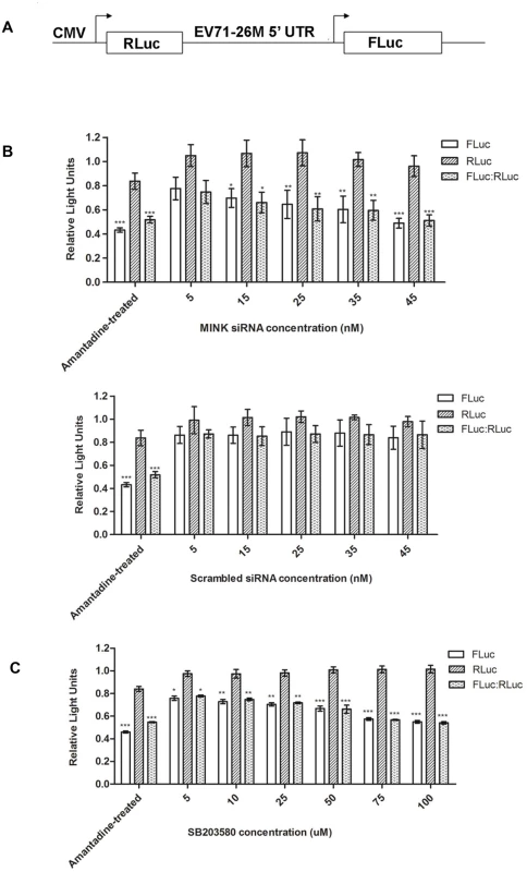 Silencing of MINK and inhibition of p38 MAPK phosphorylation reduces translation efficiency of EV71 IRES.