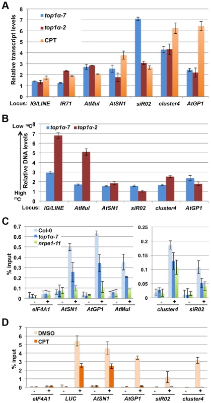 TOP1α promotes transposon silencing at endogenous RdDM target loci through H3K9me2 deposition.