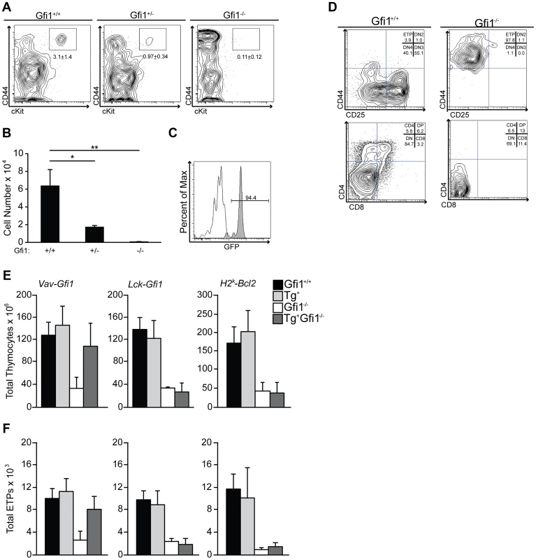 <i>Gfi1</i> deficiency results in reduced number and function of ETP.