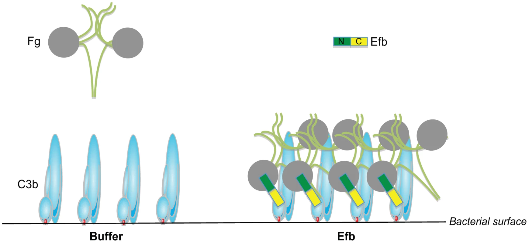 Proposed mechanism for phagocytosis inhibition by Efb.