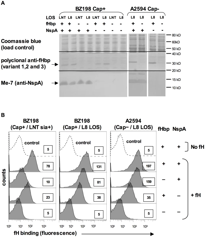 Deleting NspA decreases binding of fH to <i>N. meningitidis</i>.