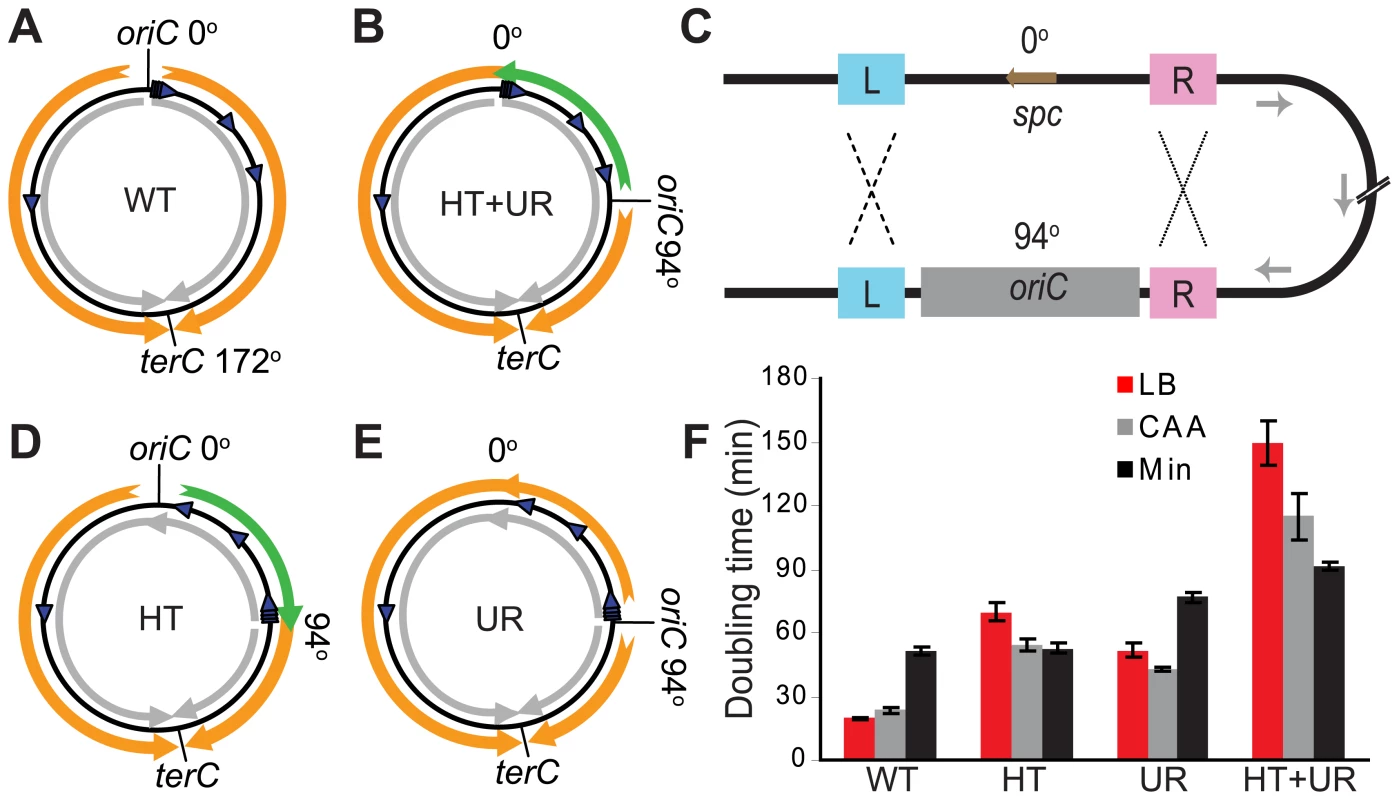 Alteration of different aspects of genome organization results in different growth defects.