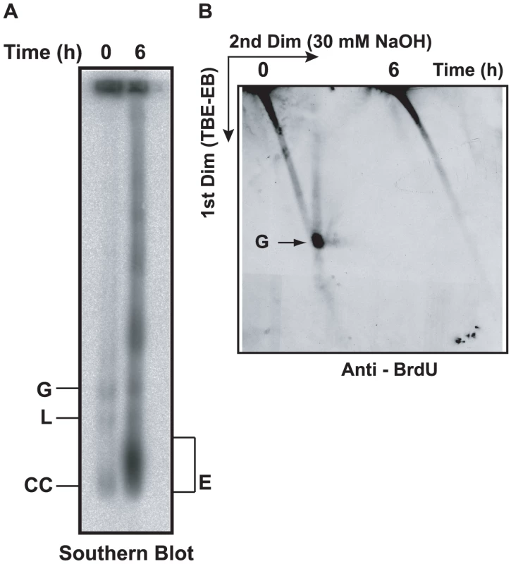 Effect of EB treatment on replication of minicircles.