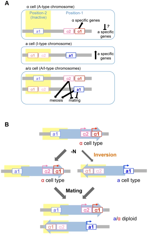 Model of mating type regulation in <i>H. polymorpha</i>.