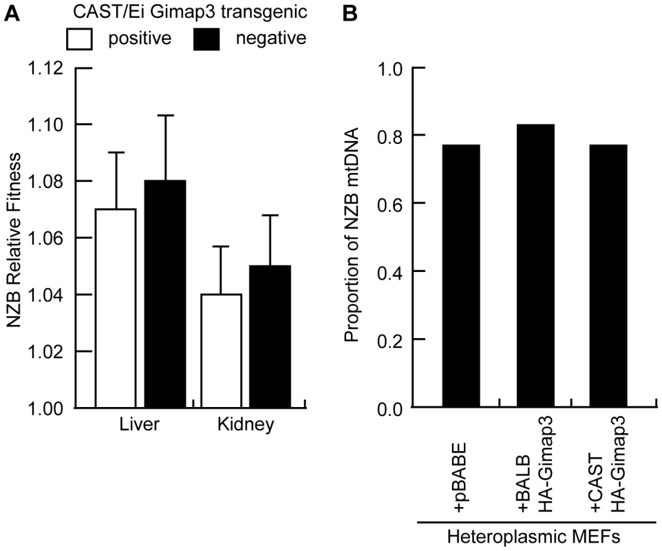 Ectopic expression of <i>Gimap3</i> has no effect on mtDNA segregation.