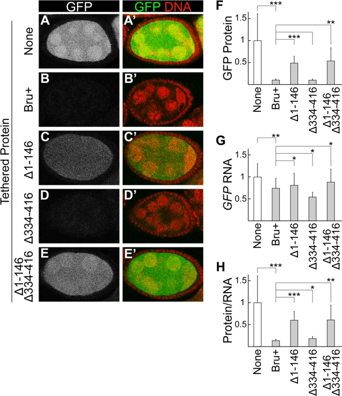 The Bru amino-terminal domain is essential for translational repression in a tethering assay.