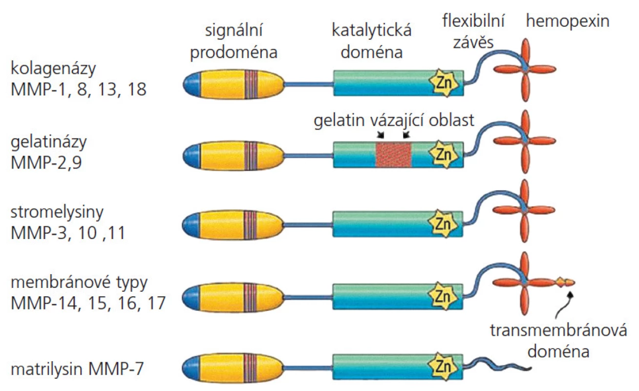 Struktura základních pěti typů matrixových metaloproteináz dle substrátové specificity [59].