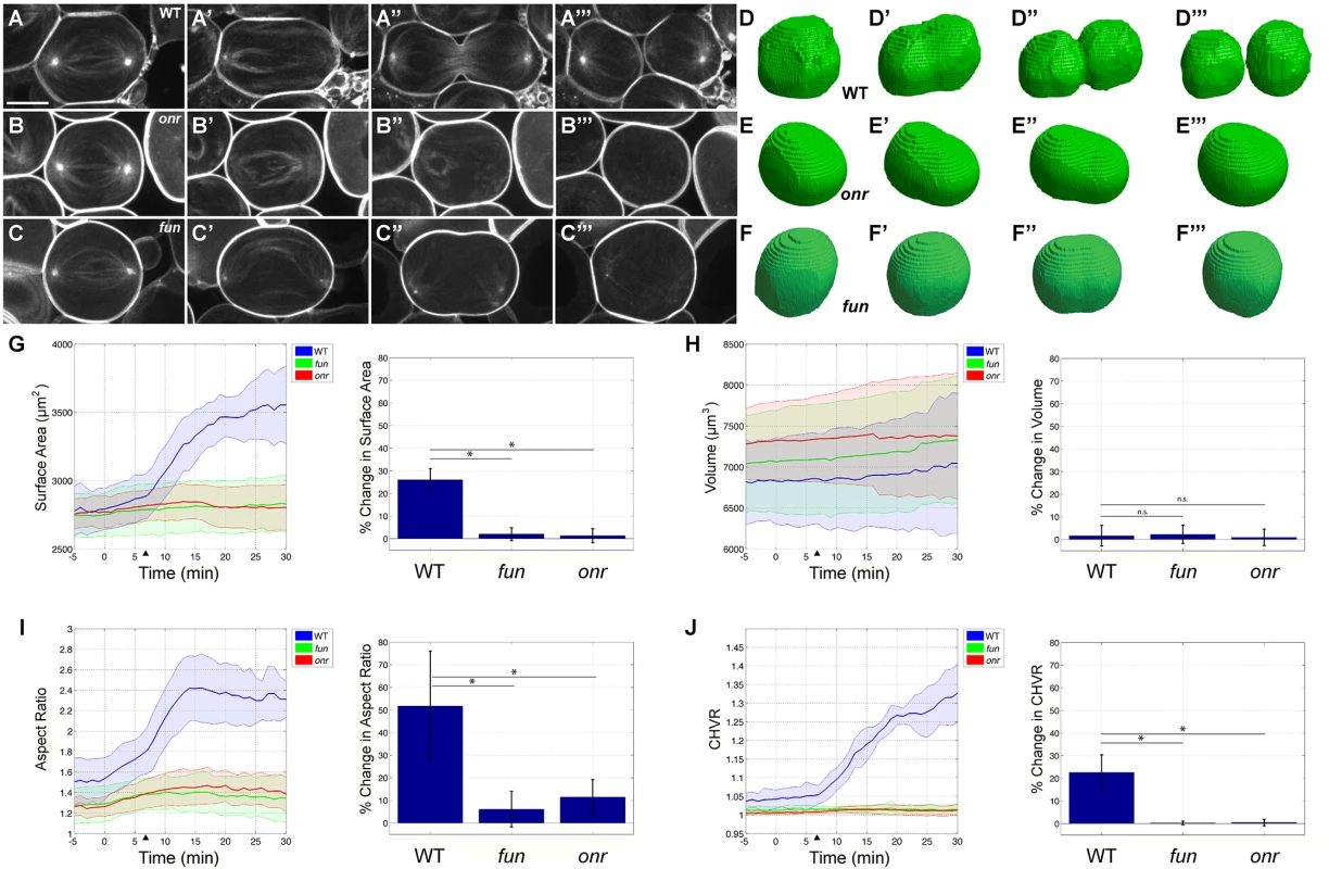 Failure in anaphase elongation, cleavage furrow progression, and surface area addition in <i>onr</i> and <i>fun</i> mutant cells.