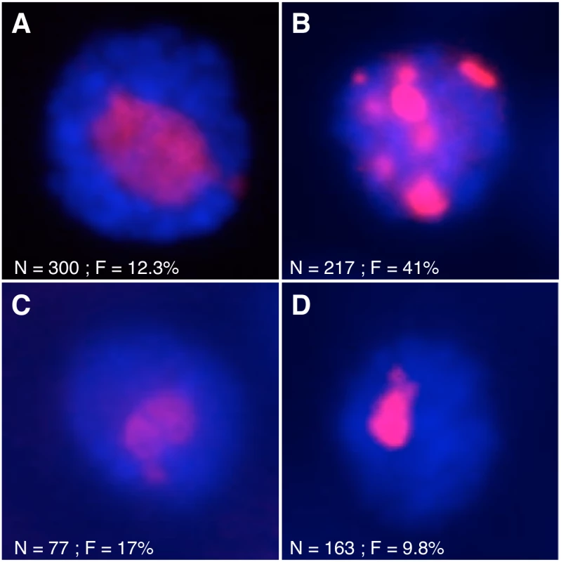 Mutations affecting nutrient signaling perturb nucleolar stability.