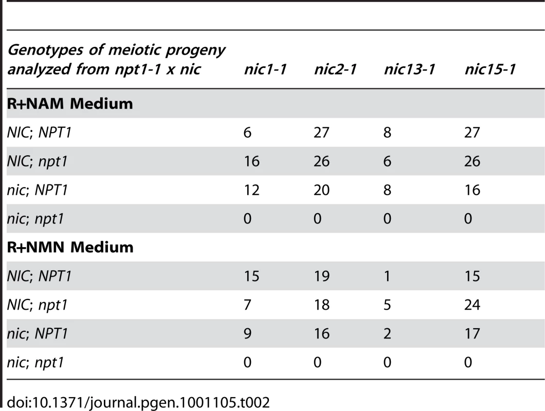 Progeny analysis from crosses between <i>npt1-1</i> and <i>nic</i> mutant strains.
