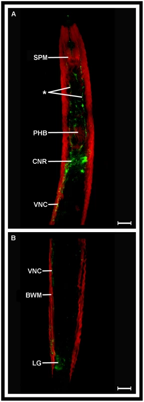 <i>Globodera pallida</i> FLP-32 (AMRNALVRFa) is localised in the nervous system of pre-parasitic juveniles.