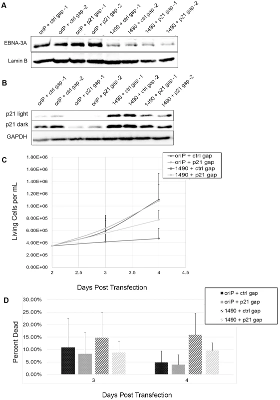 Loss of proliferation following EBNA-3A knockdown is due to p21WAF1/CIP upregulation.
