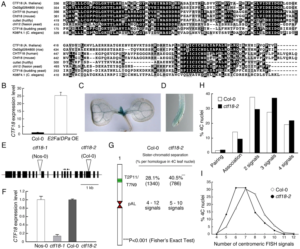 Importance of <i>Arabidopsis</i> CTF18 for sister chromatid cohesion.